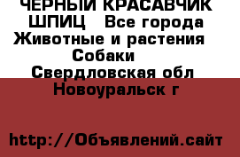 ЧЕРНЫЙ КРАСАВЧИК ШПИЦ - Все города Животные и растения » Собаки   . Свердловская обл.,Новоуральск г.